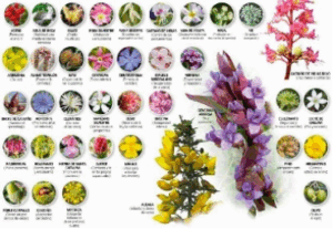 FLORES DE BACH