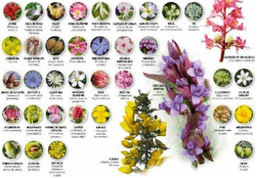 FLORES DE BACH